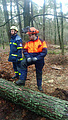 Prüfung des zuvor gefällten Baumes durch den Bediener Motorsäge Lukas Rehder.